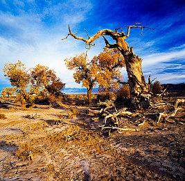 街机格斗增强版《斗鱼+》公布 年内登陆主机和PC